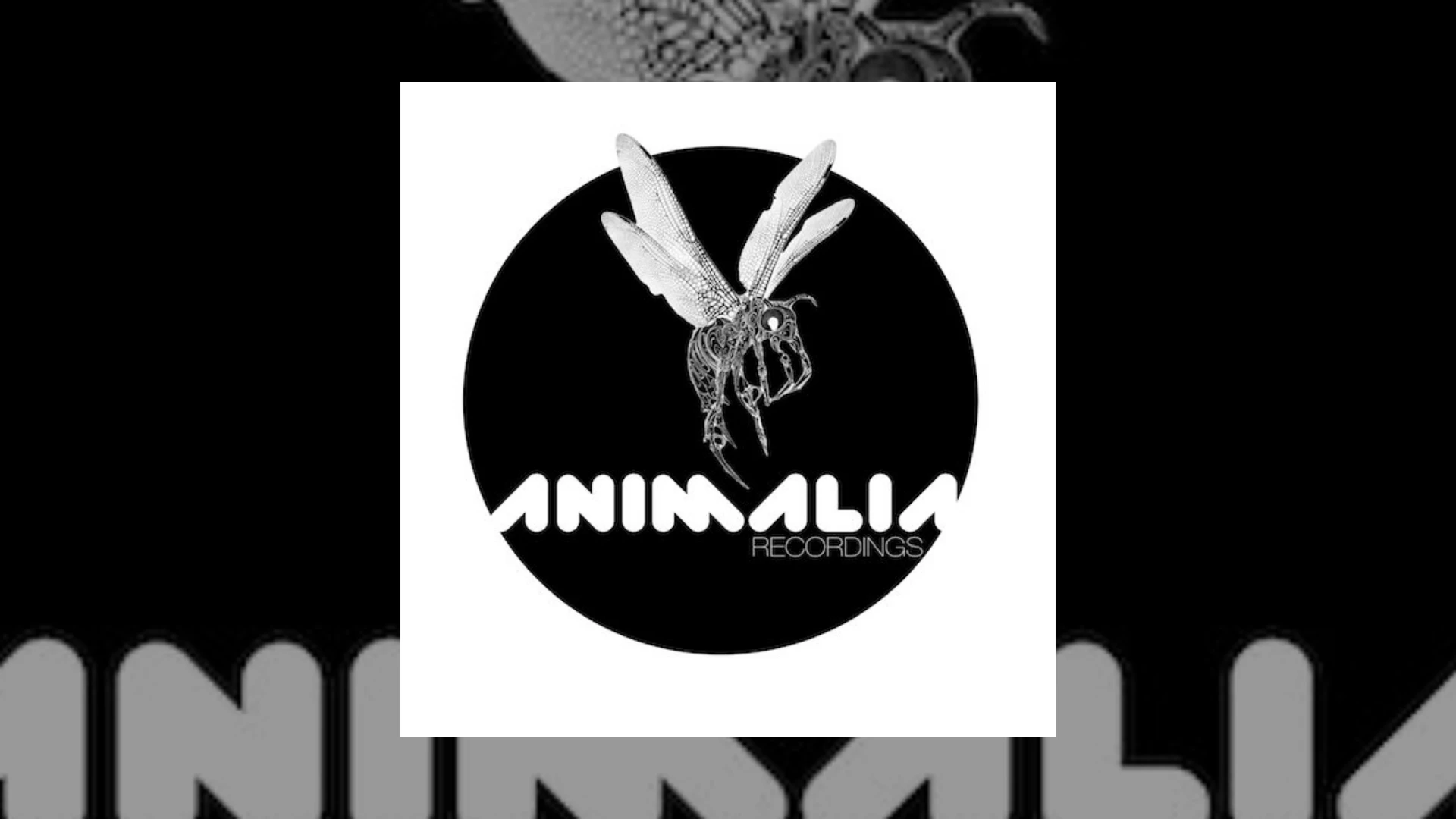 Animalia Recordings Demo Submission | Contacts, A&R & Label Guide